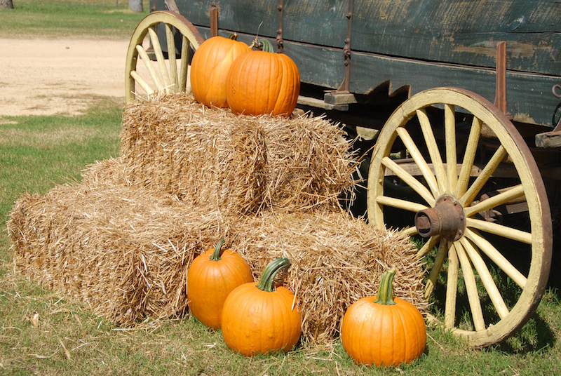 Family-friendly Fall Activities in Canton Texas