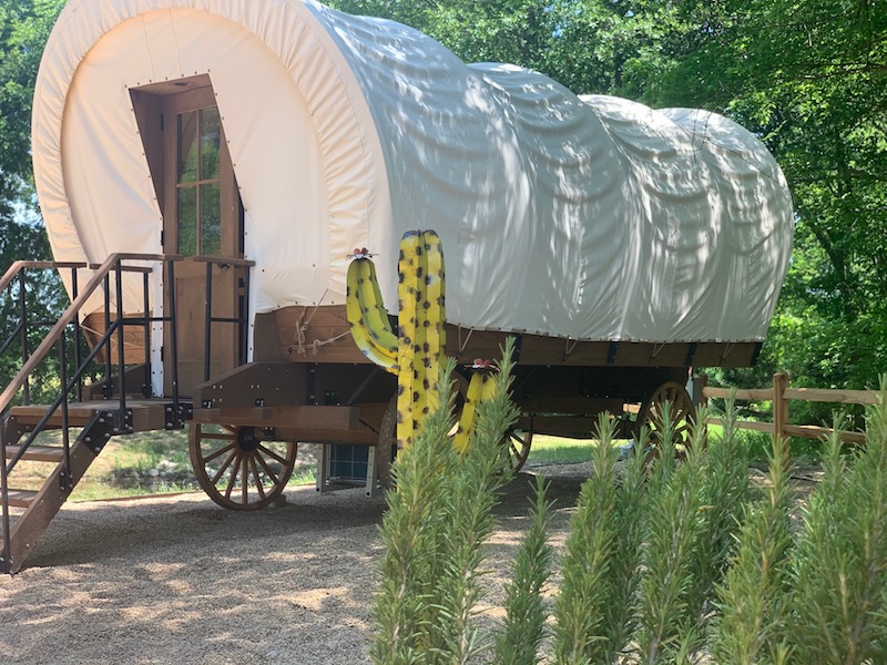 Stay in a covered wagon at the silver spur resort